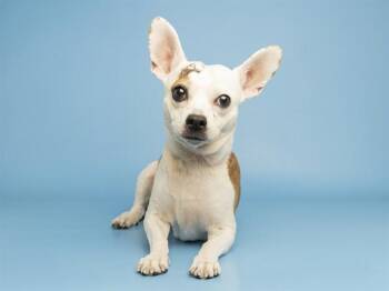APOLLO HALE -  Chihuahua Dog for Adoption in Phoenix, Arizona - APOLLO HALE | PetCurious