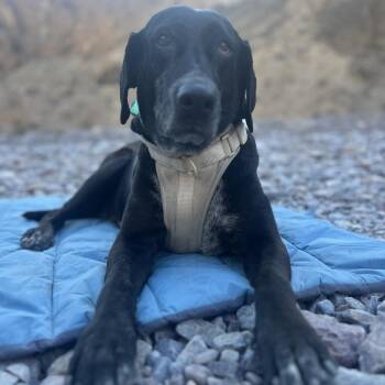 Sol -  Mixed Breed and Labrador Retriever Dog for Adoption in San Diego, California - Sol | PetCurious
