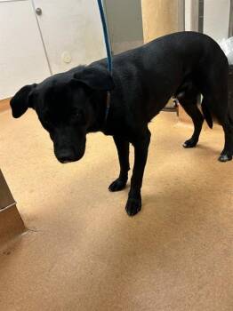 TOM -  Labrador Retriever and Mixed Breed Dog for Adoption in Martinez, California - TOM | PetCurious