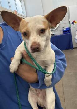 Mixed Breed Dogs Available for Adoption in Dallas, Texas - DATE | PetCurious