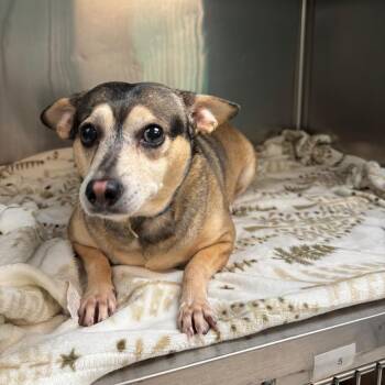 Mixed Breed Dogs Available for Adoption in Lake Jackson, Texas - Kayla | PetCurious