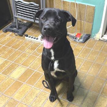 IVHS-Stray-140088 -  Labrador Retriever Dog for Adoption in San Gabriel, California - IVHS-Stray-140088 | PetCurious