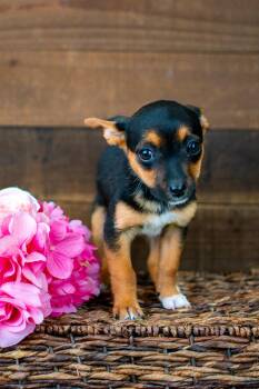 Chihuahua Dogs Available for Adoption - 216-26 | PetCurious