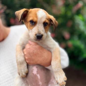 Petal -  Cattle Dog Dog for Adoption in Bellingham, Washington - Petal | PetCurious