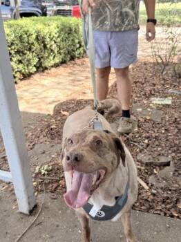 Gus (rn) -  Catahoula Leopard Dog Dog for Adoption in Mobile, Alabama - Gus (rn) | PetCurious