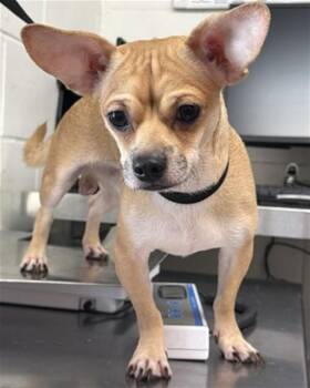 CHARMANDER -  Terrier Dog for Adoption in San Bernardino, California - CHARMANDER | PetCurious