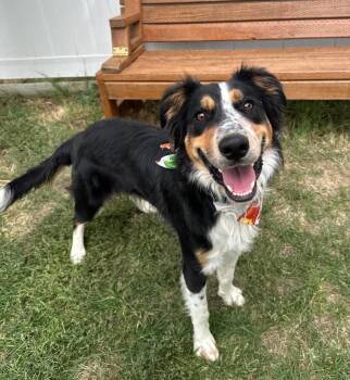 Gander -  Australian Shepherd Dog for Adoption in Logan, Utah - Gander | PetCurious