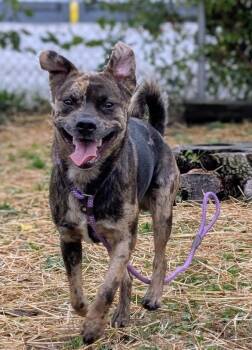 Rescue Pit Bull Terrier Dogs for Adoption in Chicago, Illinois - Macauley | PetCurious