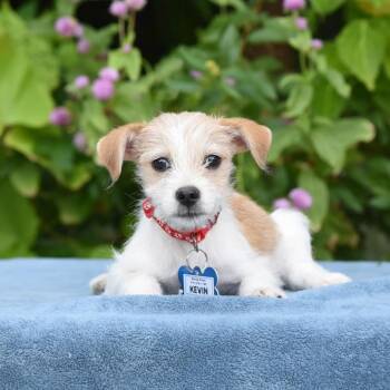Kevin -  Terrier Dog for Adoption in Wake Forest, North Carolina - Kevin | PetCurious
