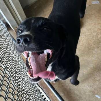 Rescue Mixed Breed Dogs for Adoption in Franklin, North Carolina - River | PetCurious