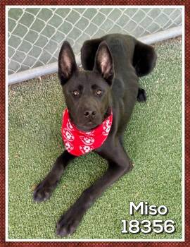 Shepherd and Australian Kelpie Dogs Available for Adoption in Marietta, Georgia - MISO | PetCurious