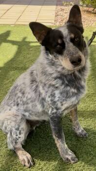 Australian Cattle Dog Blue Heeler Dogs Available for Adoption - Ace | PetCurious