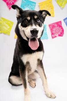 Mixed Breed Dogs Available for Adoption in Fort Worth, Texas - Balto | PetCurious