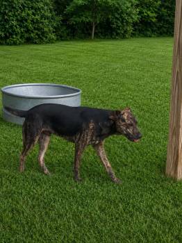Rex -  Mountain Cur Dog for Adoption in Boston, Massachusetts - Rex | PetCurious