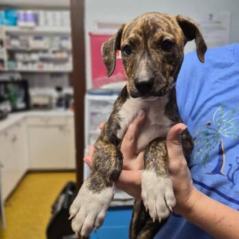 Hound Dogs Available for Adoption in Wahiawa, Hawaii - Pisces | PetCurious