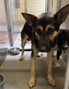 BUBBA -  German Shepherd Dog Dog for Adoption in Modesto, California - BUBBA | PetCurious