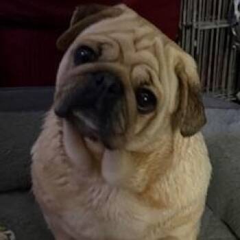 Pug Dogs Available for Adoption in Tulsa, Oklahoma - Sonnet | PetCurious