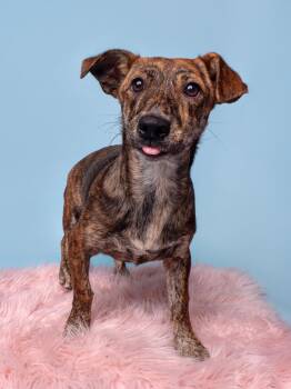 Choco Taco -  Dachshund Dog for Adoption in Palo Alto, California - Choco Taco | PetCurious