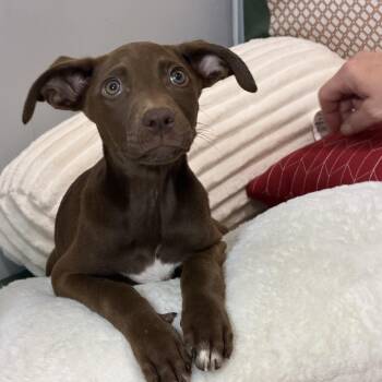 Larazole -  Australian Shepherd and Labrador Retriever Dog for Adoption in Watertown, Connecticut - Larazole | PetCurious