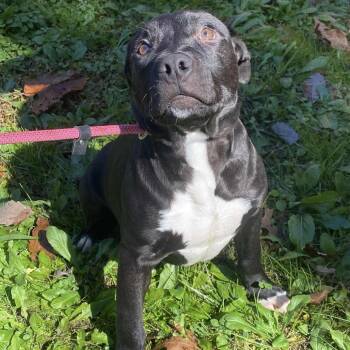 Rescue Mixed Breed Dogs for Adoption in Jacksboro, Tennessee - Dionysus | PetCurious