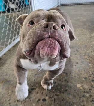 Bluto -  American Staffordshire Terrier Dog for Adoption in Warren, Michigan - Bluto | PetCurious