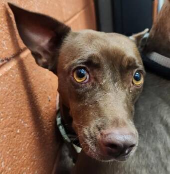 CHOCOLATE -  Chihuahua and Pit Bull Terrier Dog for Adoption in Pueblo, Colorado - CHOCOLATE | PetCurious