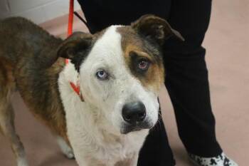 BLUE -  Mixed Breed Dog for Adoption in Columbia, South Carolina - BLUE | PetCurious