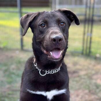 Rescue Chocolate Labrador Retriever Dogs for Adoption in Jay, New York - Grant | PetCurious