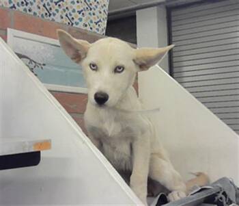 Siberian Husky and Mixed Breed Dogs Available for Adoption in Houston, Texas - SOFINA | PetCurious