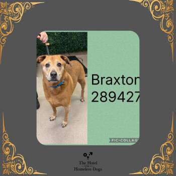 Braxton -  Terrier Dog for Adoption in Cumberland, Rhode Island - Braxton | PetCurious
