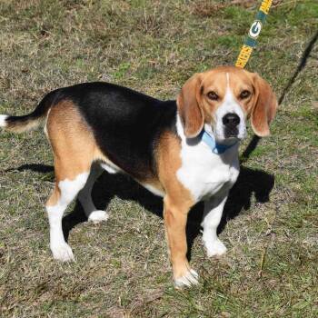 Rescue Beagle Dogs for Adoption in Searcy, Arkansas - Archie | PetCurious
