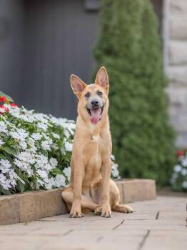Flex -  German Shepherd Dog Dog for Adoption in Saint-basile, Quebec - Flex | PetCurious