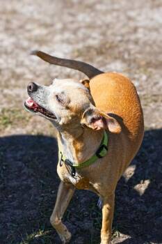 Canela -  Chihuahua and Rat Terrier Dog for Adoption in Calgary, Alberta - Canela | PetCurious