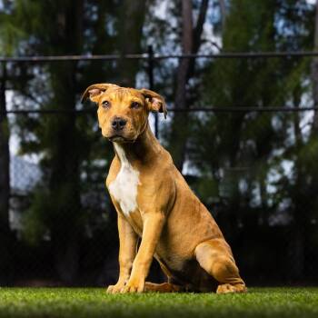 American Bulldog Dogs Available for Adoption in Jupiter, Florida - Tater | PetCurious