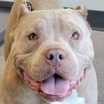 Rex -  Mixed Breed Dog for Adoption in Las Cruces, New Mexico - Rex | PetCurious