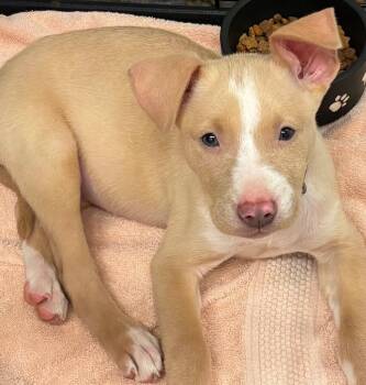 Pit Bull Terrier Dogs Available for Adoption in Elizabethton, Tennessee - Lucy | PetCurious