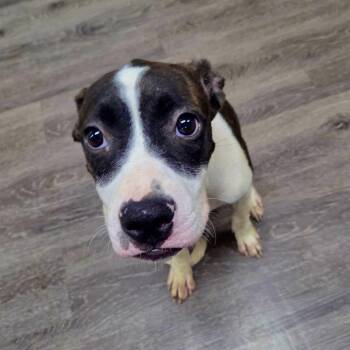 Faith -  Boxer and Mixed Breed Dog for Adoption in Tulsa, Oklahoma - Faith | PetCurious