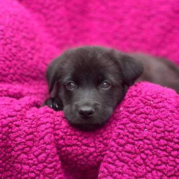 Labrador Retriever Dogs Available for Adoption in San Diego, California - Windy Pup - Breeze | PetCurious