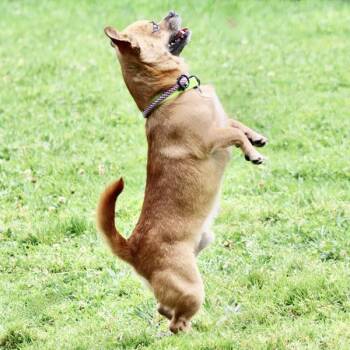 Chihuahua and Pug Dogs Available for Adoption in Dublin, California - Jerry | PetCurious