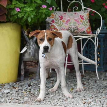 Maylon -  Hound Dog for Adoption in Wake Forest, North Carolina - Maylon | PetCurious