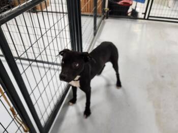 Rescue American Staffordshire Terrier Dogs for Adoption in Horseshoe Bend, Arkansas - Coal | PetCurious