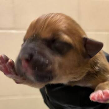 Frittata -  Cattle Dog and Mixed Breed Dog Available for Adoption in Corpus Christi, Texas - Frittata | PetCurious