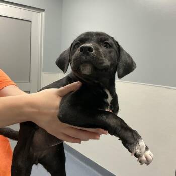 Aphrodite -  Labrador Retriever and Mixed Breed Dog for Adoption in Saint Joseph, Missouri - Aphrodite | PetCurious