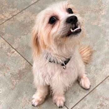 Dante -  Shih Tzu and Terrier Dog for Adoption in Coachella, California - Dante | PetCurious