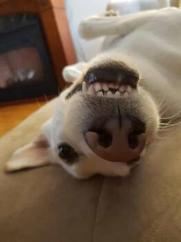 Rescue White German Shepherd and Husky Dogs for Adoption in Pointe-claire, Quebec - Jersey | PetCurious