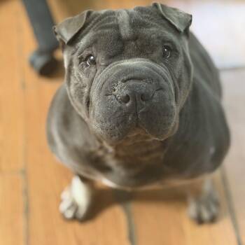 Ms Blue -  Shar Pei Dog for Adoption in Petersburg, Virginia - Ms Blue | PetCurious