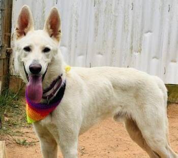 Jon Snow $85 -  Siberian Husky and Mixed Breed Dog for Adoption in Seneca, South Carolina - Jon Snow $85 | PetCurious