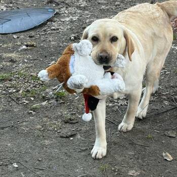 Labrador Retriever Dogs Available for Adoption in Groveland, Massachusetts - Ari | PetCurious