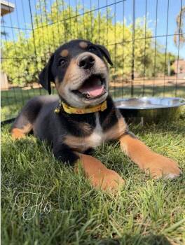 Flo -  Doberman Pinscher Dog for Adoption in Pleasant Hill, California - Flo | PetCurious