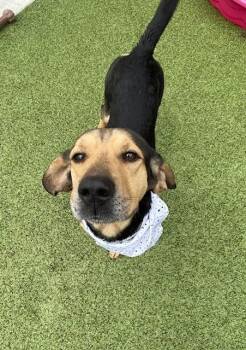 Coonhound Dogs Available for Adoption in Fayetteville, Arkansas - Jethro  | PetCurious